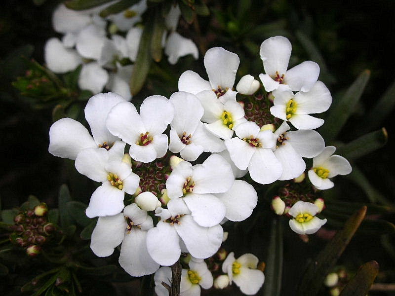 Iberis sempervirens / Iberis sempreverde